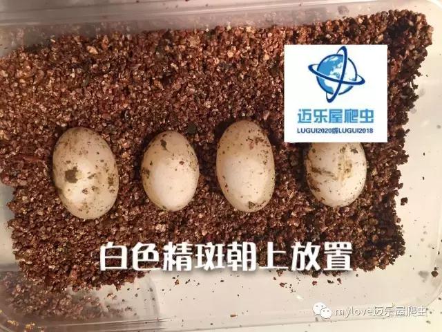 赫曼什么时候繁殖,赫曼繁殖方法