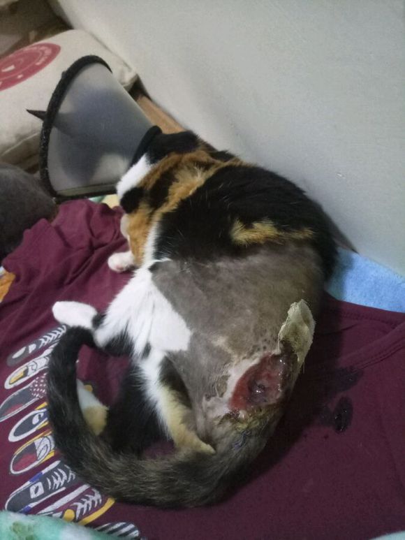 猫咪从5楼摔下以后在家怎么救治,猫咪从八楼摔下来怎么治疗