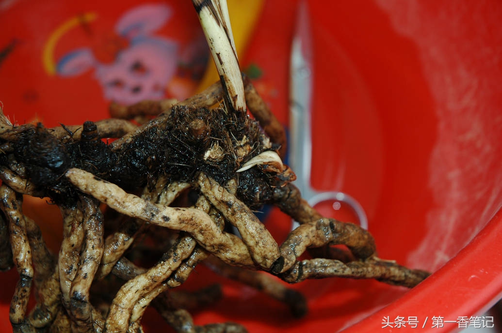 颗粒植料上盆养兰视频,滇西养兰人讲兰花上盆