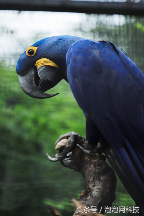 佳能6dmarkii使用详解,入门级全画幅佳能相机型号