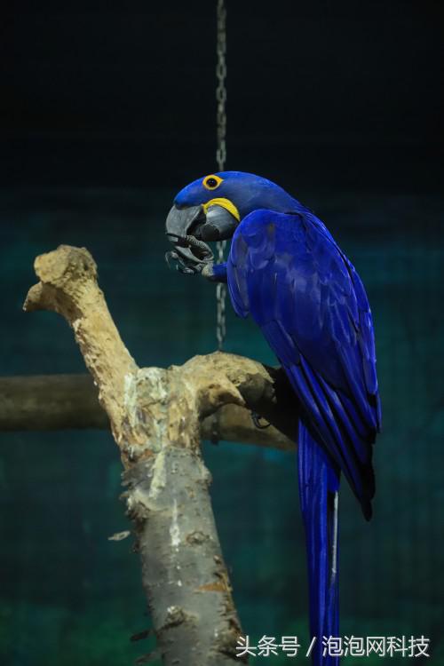 佳能6dmarkii使用详解,入门级全画幅佳能相机型号