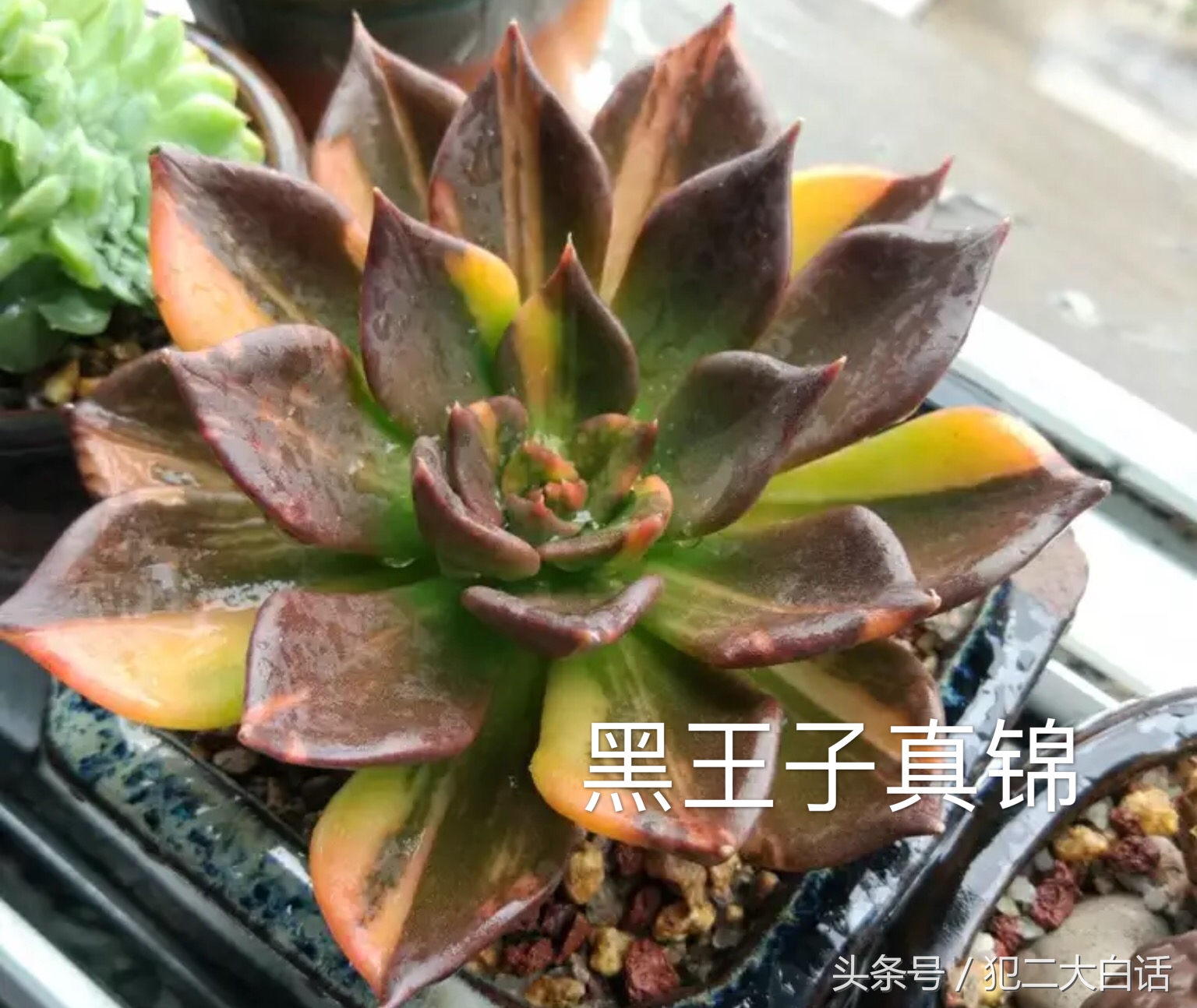 解密！识破药锦！如此简单！犯二多肉养成计划第十篇！