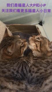 铲屎的给喵星人买了好多卖萌装备，小猫试穿后一脸懵莫名戳中萌点