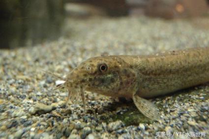 泥鳅能够放鱼缸和鱼一起养吗,泥鳅养在鱼缸里对鱼有影响吗