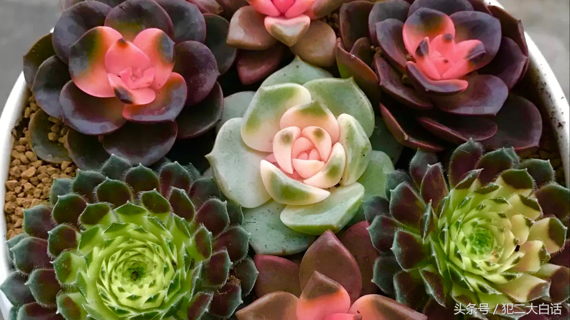 解密！识破药锦！如此简单！犯二多肉养成计划第十篇！