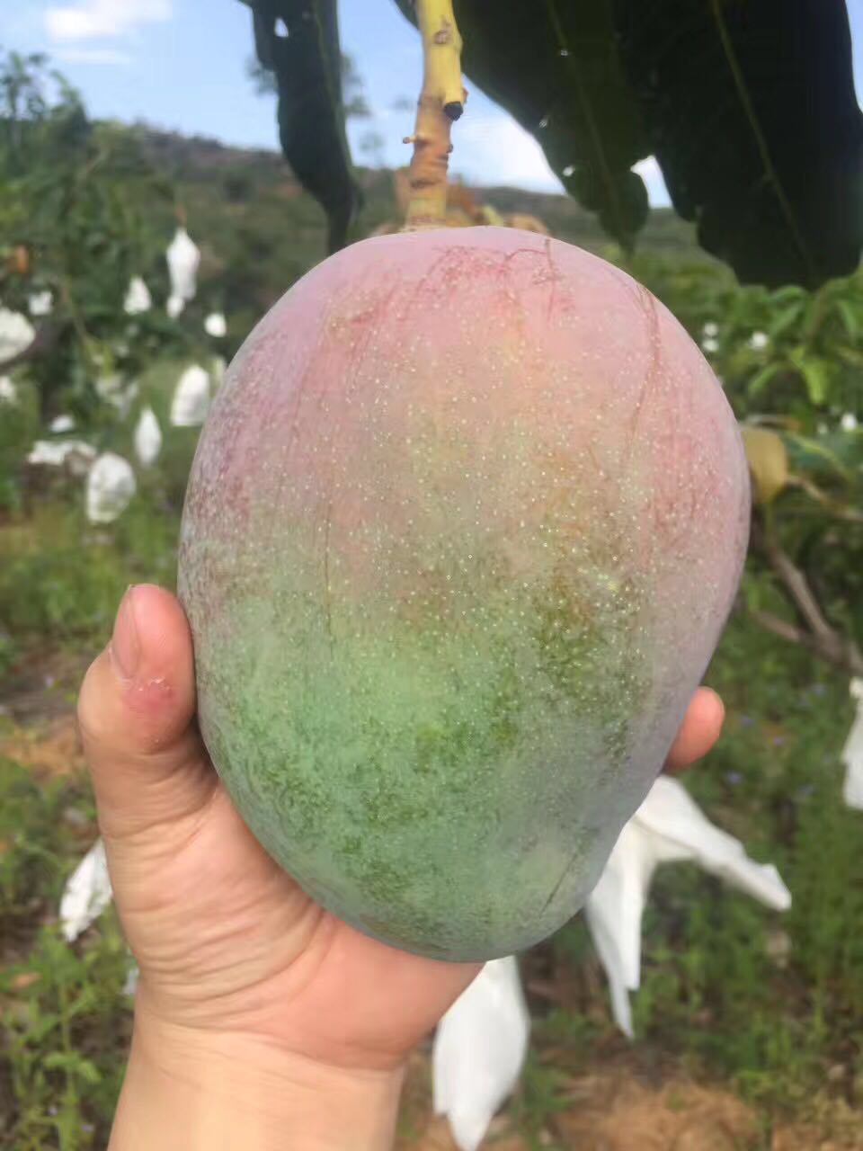 芒果巨无霸完全版,好吃到爆的芒果