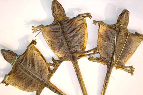 这个动物的尾巴补气之功可与人参媲美，还能够益肾精！