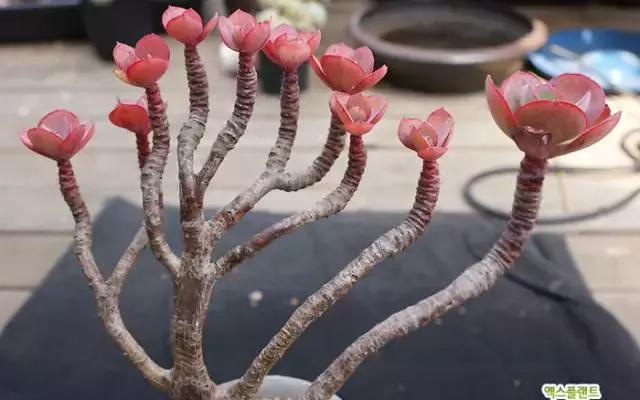 多肉老桩只剩下杆子了能养活吗,十年以上的多肉老桩有哪些