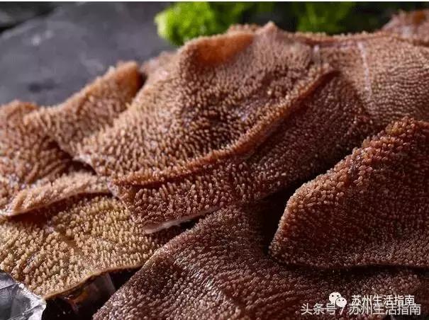 撸猫撸狗好去处苏州,苏州能够撸猫的园