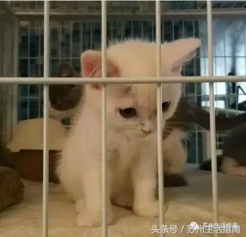 撸猫撸狗好去处苏州,苏州能够撸猫的园