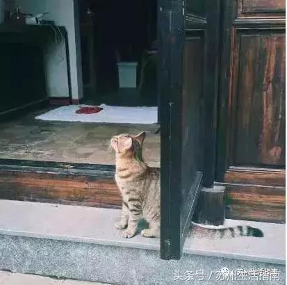 撸猫撸狗好去处苏州,苏州能够撸猫的园