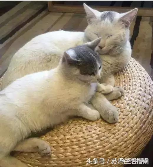 撸猫撸狗好去处苏州,苏州能够撸猫的园