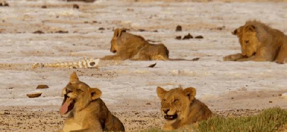摩洛哥旅游深度攻略图,摩洛哥卡萨布兰卡有什么好玩