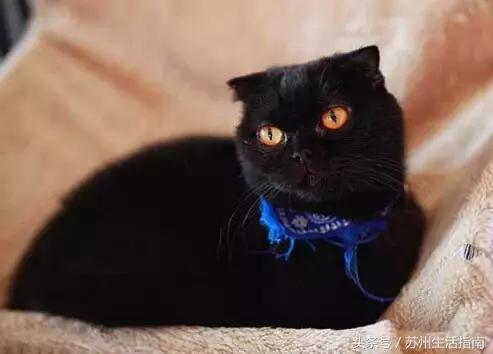 撸猫撸狗好去处苏州,苏州能够撸猫的园