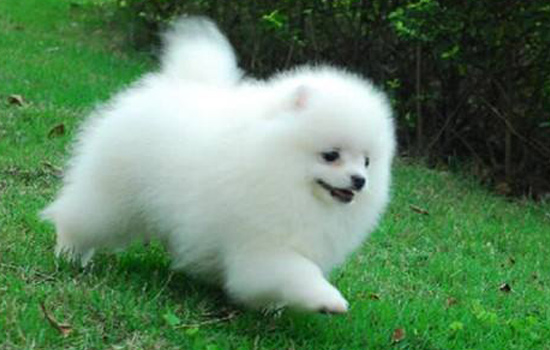 狗狗不想吃东西拉便便正常,狗狗一直呕吐但是便便正常