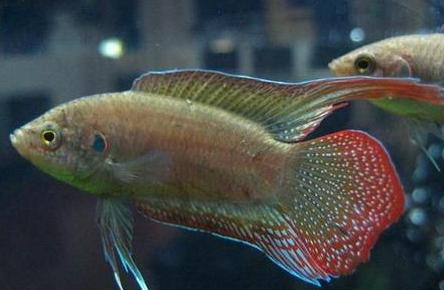 中国人工养殖的鱼都有什么,中国合适养殖的原生鱼