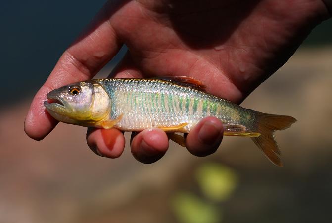 中国人工养殖的鱼都有什么,中国合适养殖的原生鱼