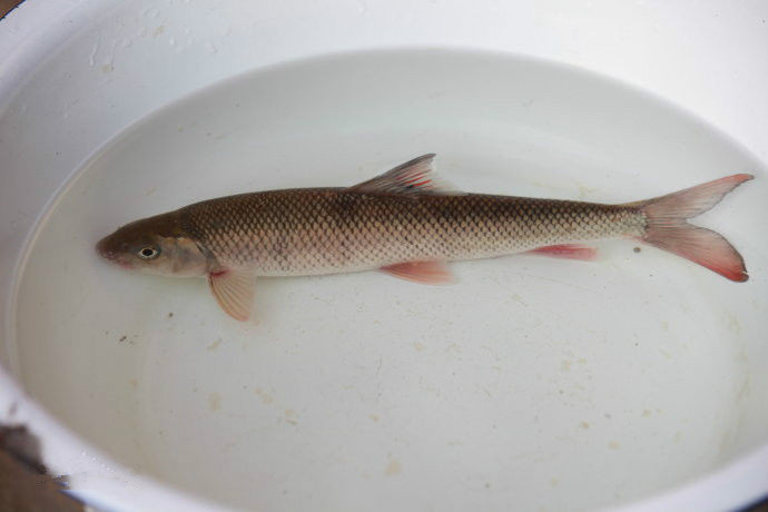 中国人工养殖的鱼都有什么,中国合适养殖的原生鱼