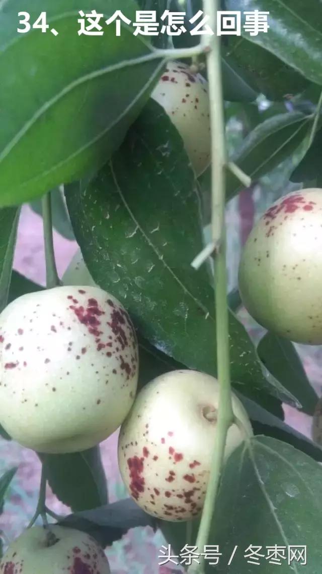 冬枣管理问题解答299期,冬枣管理问题及解析