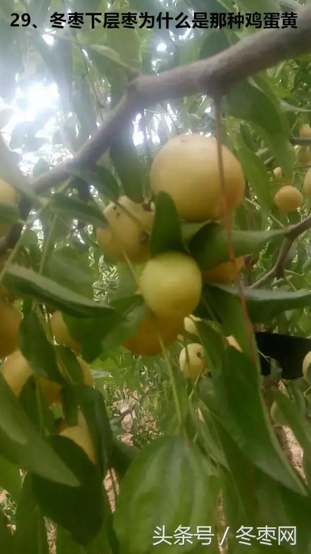 冬枣管理问题解答299期,冬枣管理问题及解析