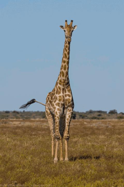 摩洛哥旅游深度攻略图,摩洛哥卡萨布兰卡有什么好玩