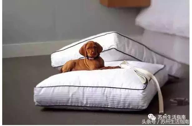 撸猫撸狗好去处苏州,苏州能够撸猫的园