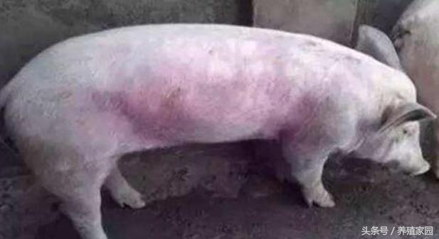 猪耳朵发紫臀部发紫不发烧,育肥猪耳朵发紫会是蓝耳病吗