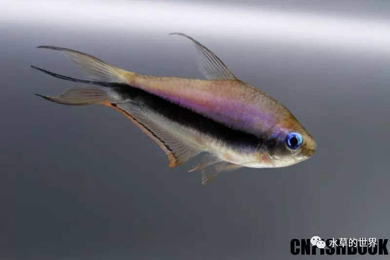 草缸最合适的灯科鱼,观赏草缸小鱼品种介绍