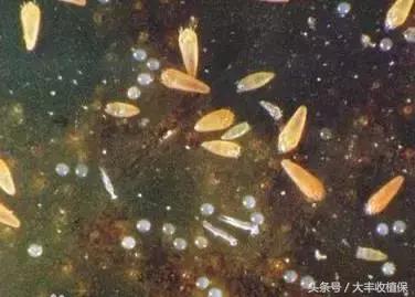 柑橘锈壁虱爆发期来临,柑橘颜值杀手锈壁虱如何防治