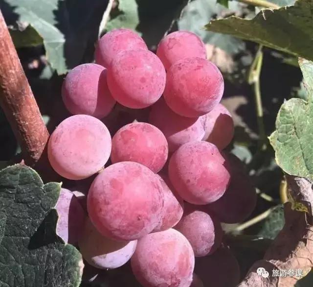 2017年梅花鹿节举办,长春双阳梅花鹿节