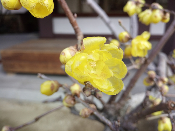 日本九州篇福冈,日本九州7天旅游攻略推荐