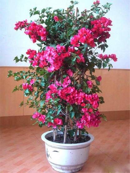 为什么我老是把花养死了,花养死了要丢掉吗