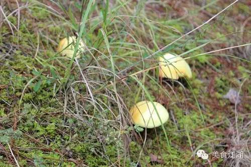 美食有一种情怀叫老味道,美食江湖情