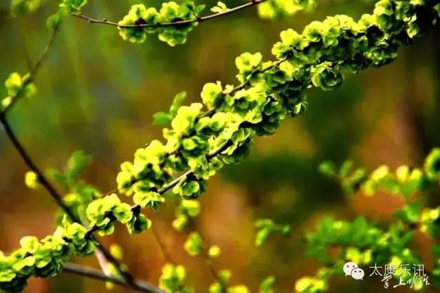 （太康记忆）二十年前的味道：梦里榆钱香