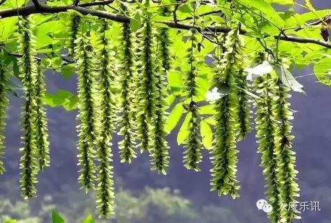 （太康记忆）二十年前的味道：梦里榆钱香