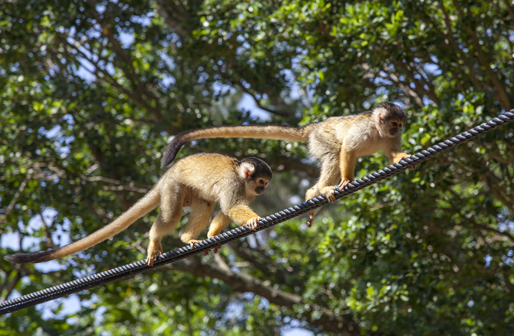 日本除了爱泡澡的温泉猴，还有这群爱翻女生包包的“扒手猴”