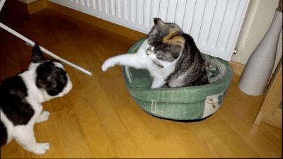 法斗配法斗生出来的狗不像法斗,法斗又怂又犟