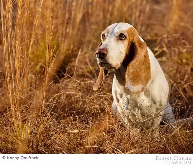 动物世界犬种-巴吉度猎犬
