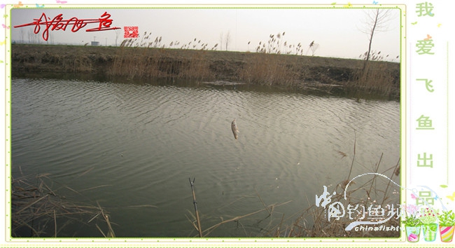 2016之我爱飞鱼觅得好钓点