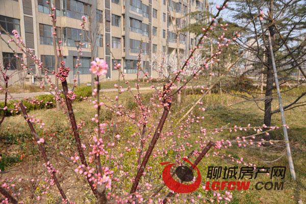 开发区当代国际,开发区香格里华粹园房价