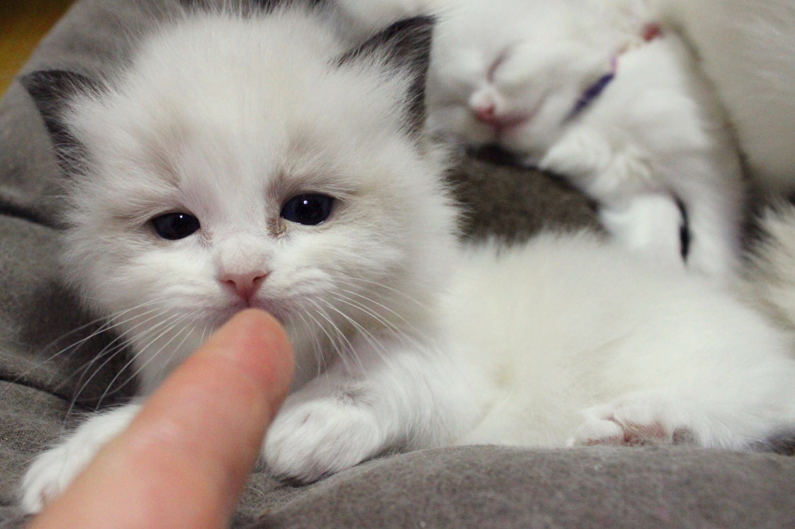 你真的了解喵星人吗,你了解猫吗