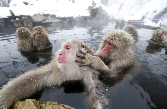 日本除了爱泡澡的温泉猴，还有这群爱翻女生包包的“扒手猴”