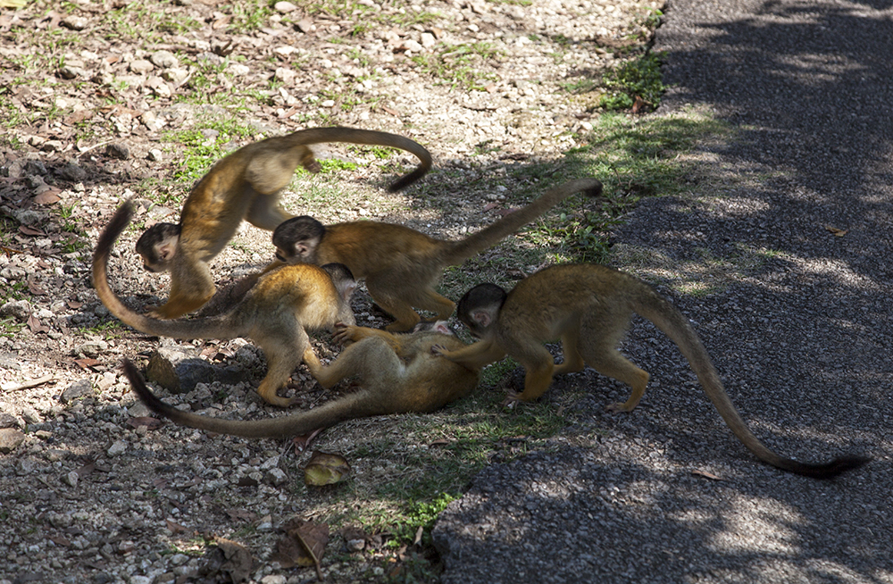 日本除了爱泡澡的温泉猴，还有这群爱翻女生包包的“扒手猴”