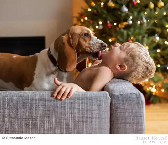动物世界犬种-巴吉度猎犬