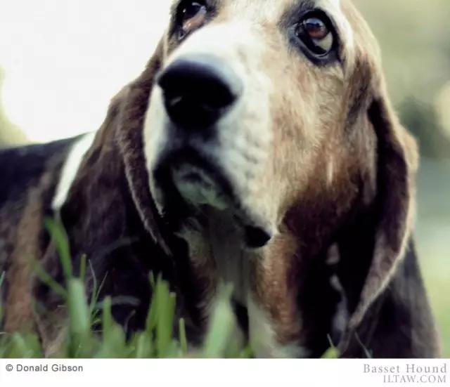 动物世界犬种-巴吉度猎犬