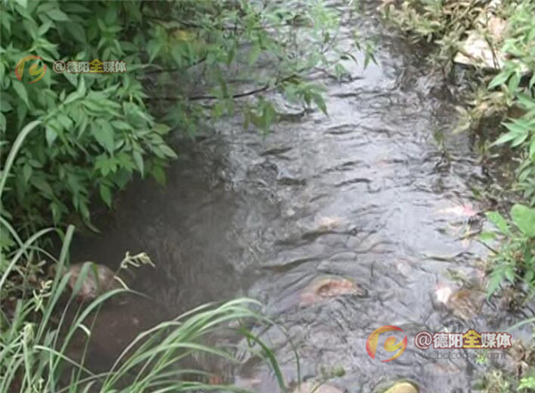 绵竹遵道：村民救治受伤娃娃鱼