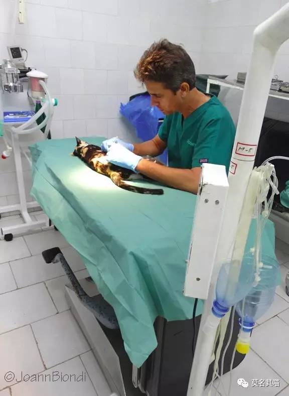 古巴猫是哪里的猫,哈瓦那棕猫简介