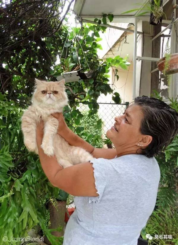 古巴猫是哪里的猫,哈瓦那棕猫简介