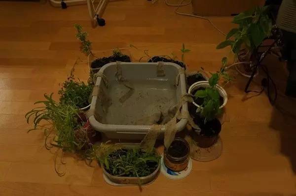 自制365天自动浇花神器,出差自制浇水神器