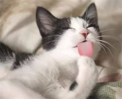 太热了夏天猫咪如何补水消暑,夏天猫咪不热吗